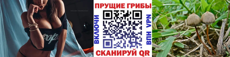 Псилоцибиновые грибы мицелий  Купить закладки  Светлогорск 